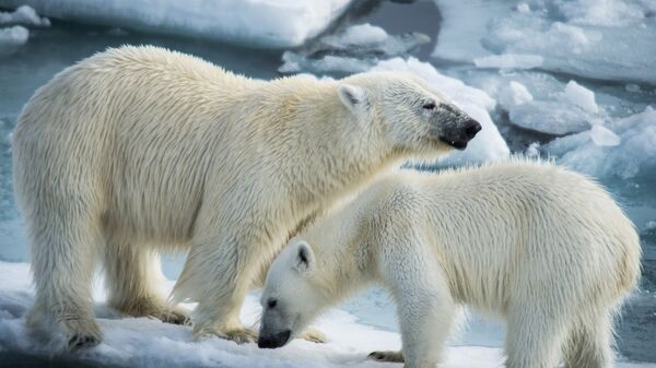 Polarni medvedi - Sputnik Srbija