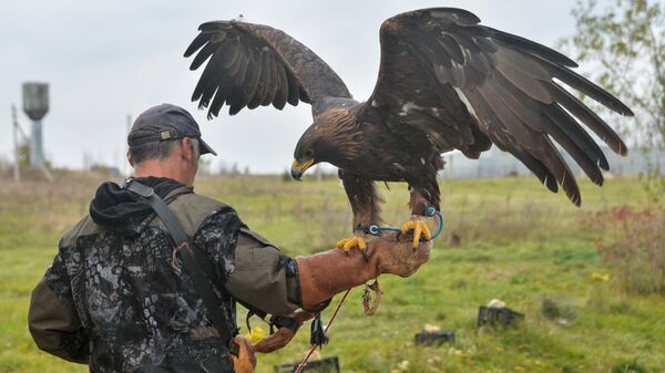 Radnik sa zlatnim orlom u rezervatu prirode Galič u Rusiji - Sputnik Srbija