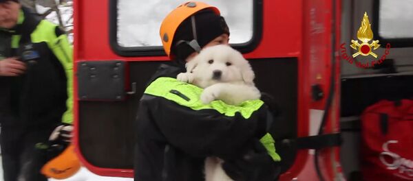 Преживели псићи уливају наду спасиоцима Преживели псићи уливају наду спасиоцима - Sputnik Србија