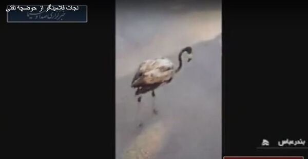 Flamingo - Sputnik Srbija