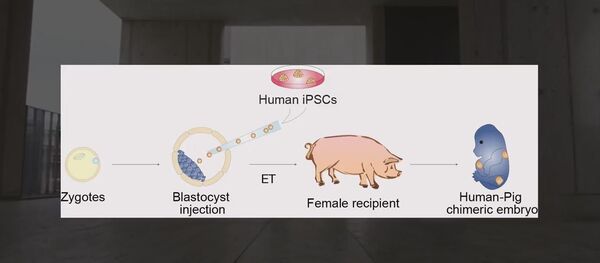 Хибрид човека и свиње - Sputnik Србија