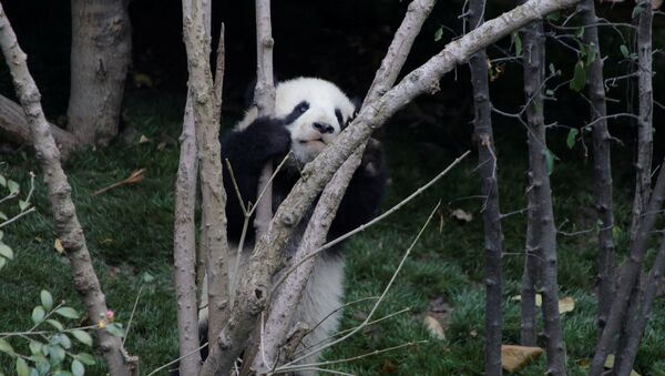 Beba džinovske pande igra se u rezervatu Čengdu u kineskoj provinciji Sičuan - Sputnik Srbija