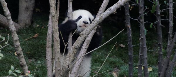 Беба џиновске панде игра се у резервату Ченгду у кинеској провинцији Сичуан - Sputnik Србија