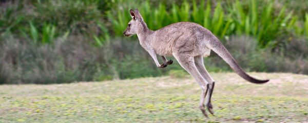 Кенгур Кенгур - Sputnik Србија