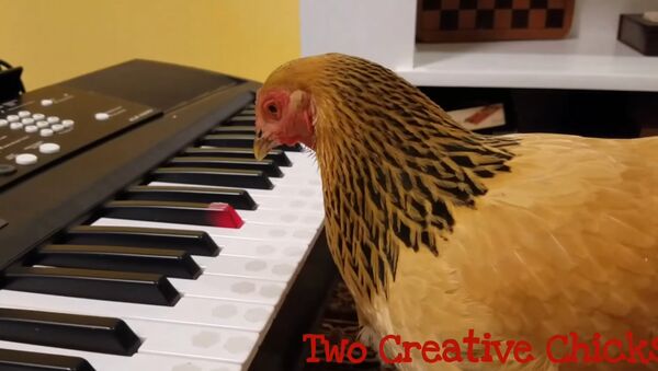 Кокошка свира клавир - Sputnik Србија