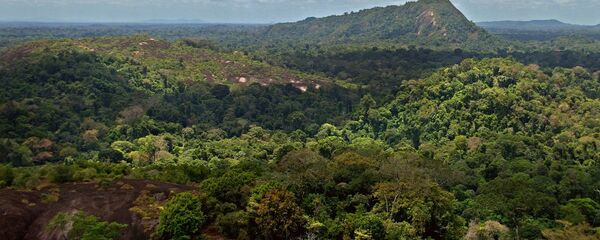 Прашума Амазоније - Sputnik Србија