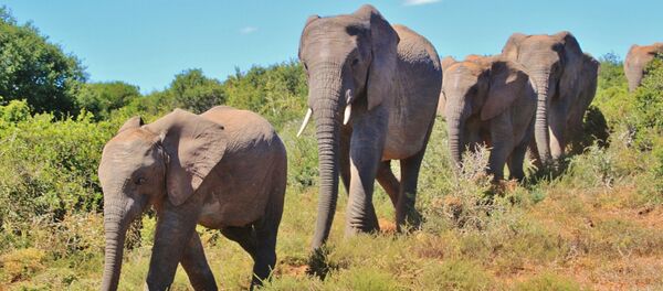 Слонови - Sputnik Србија