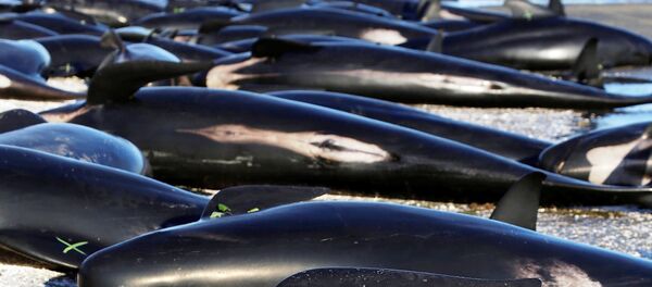 Насукани китови на обали Новог Зеланда - Sputnik Србија