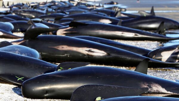 Nasukani kitovi na obali Novog Zelanda - Sputnik Srbija