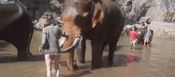 Turista i slon - Sputnik Srbija