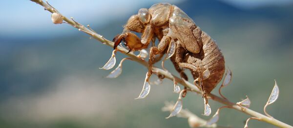 Цврчак - Sputnik Србија