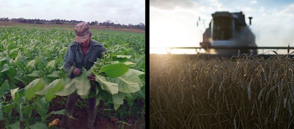 Сељак на њиви и комбајн - Sputnik Србија