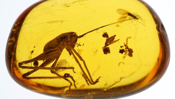 Kalinjingrad u ćilibaru čuva insekte stare 50 miliona godina - Sputnik Srbija