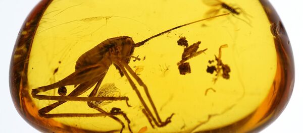 Калињинград у ћилибару чува инсекте старе 50 милиона година Калињинград у ћилибару чува инсекте старе 50 милиона година - Sputnik Србија