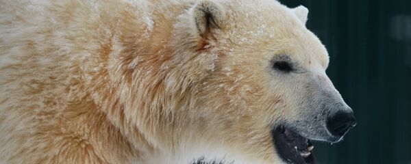 Бели медвед Бели медвед - Sputnik Србија