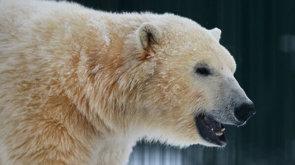 Бели медвед - Sputnik Србија