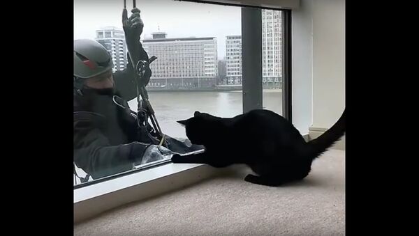 Чистач прозора се игра са мачком - Sputnik Србија