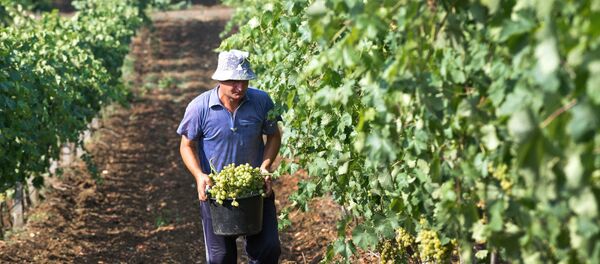 Vinograd Vinograd - Sputnik Srbija