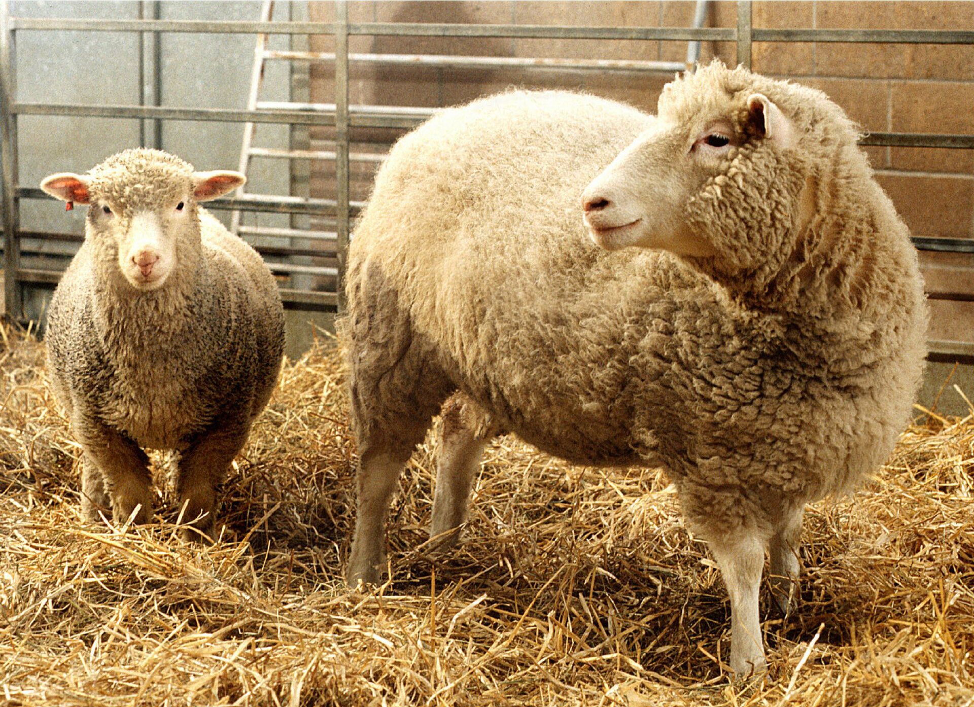 Десно, овца Доли, прва клонирана овца - Sputnik Србија, 1920, 16.01.2024