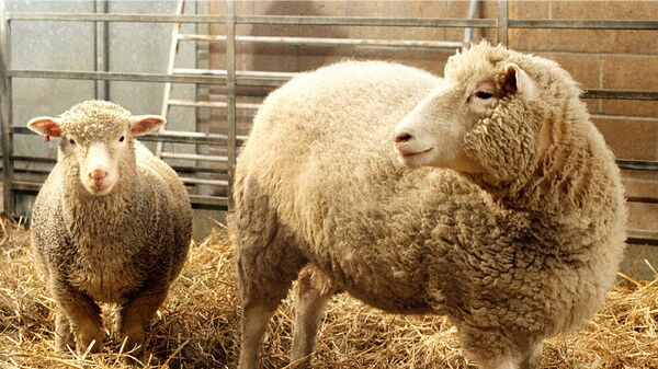 Десно, овца Доли, прва клонирана овца - Sputnik Србија