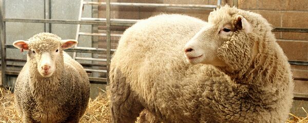 Десно, овца Доли, прва клонирана овца - Sputnik Србија