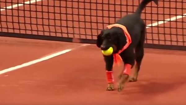 Пси сакупљачи лоптица на тениском турниру - Sputnik Србија