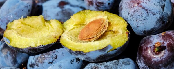 Šljiva - Sputnik Srbija