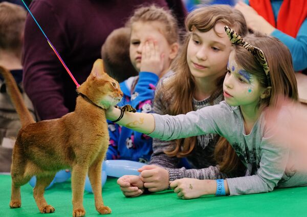 Мачке на међународној изложби „Кетсбург 2017“ у Москви - Sputnik Србија