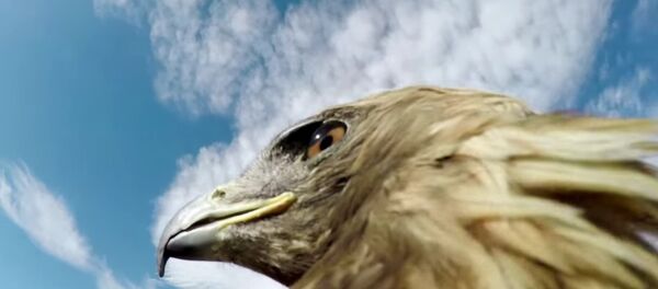 Lov na lisicu iz ptičje perspektive - Sputnik Srbija