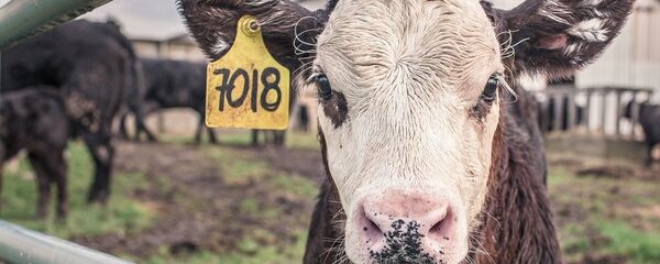 Krava - Sputnik Srbija