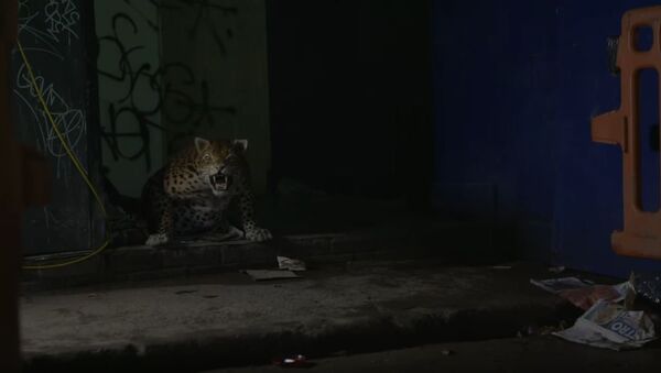 Леопард робот, Лондон - Sputnik Србија