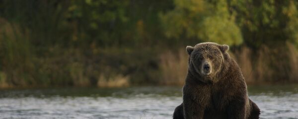 Medvedi su jedan od neizbežnih simbola Aljaske - Sputnik Srbija