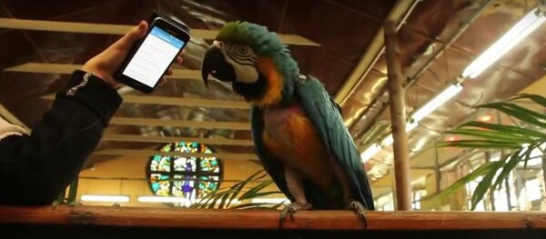 Папагај Моника плеше уз популарну руску песму - Sputnik Србија