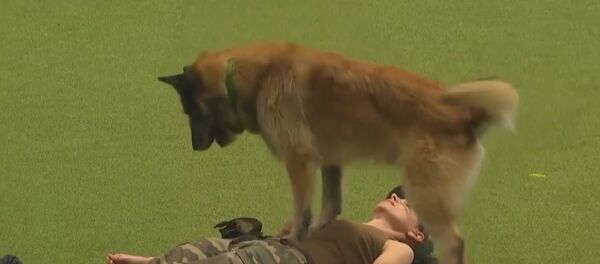 Пас даје вештачко дисање - Sputnik Србија