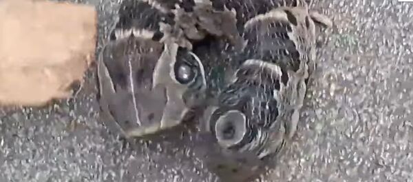 Двоглава гусеница - Sputnik Србија