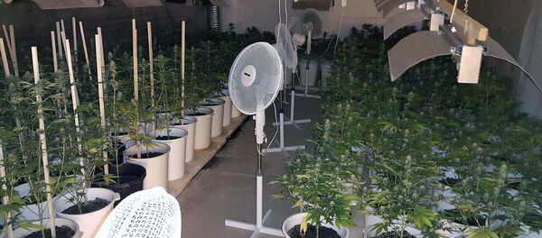 Марихуана Марихуана - Sputnik Србија