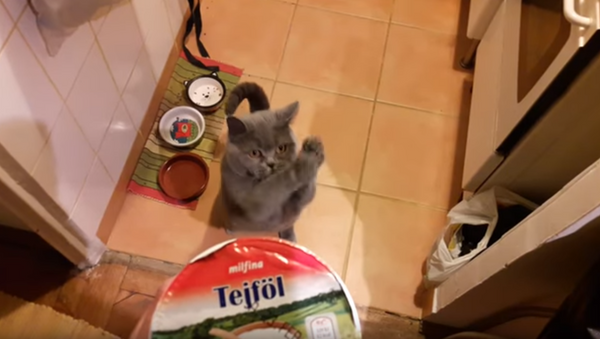 Maca prosi hranu. - Sputnik Srbija