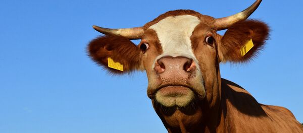 Крава Крава - Sputnik Србија