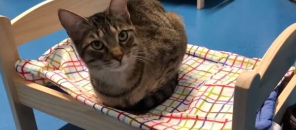 Кревет за мачке - Sputnik Србија