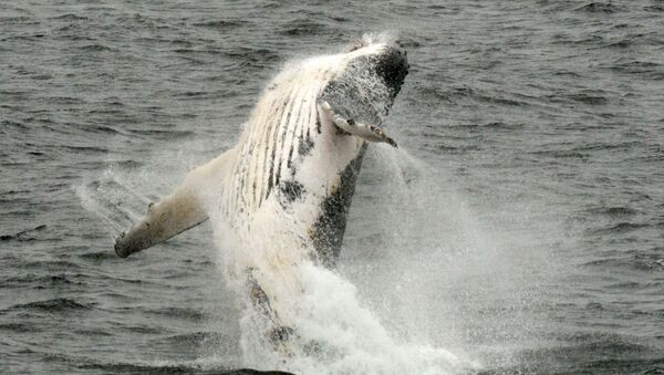 Grbavi kit iskače iz vode u Antarktiku - Sputnik Srbija