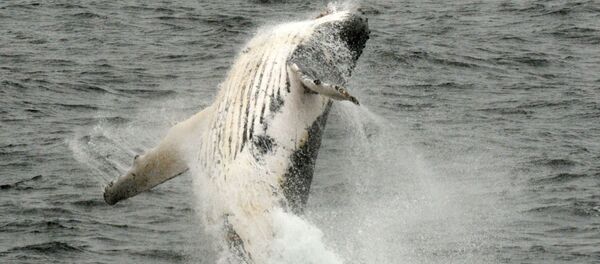 Грбави кит искаче из воде у Антарктику - Sputnik Србија