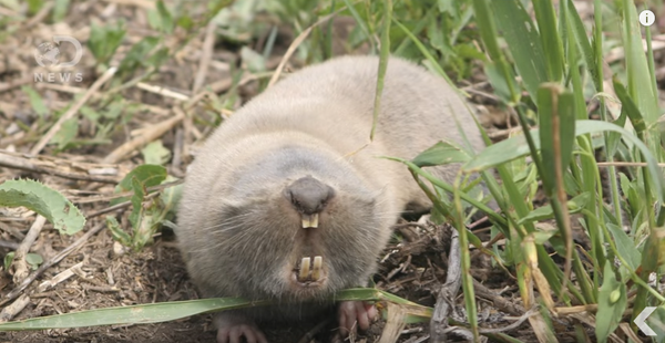 Слепо куче Слепо куче - Sputnik Србија