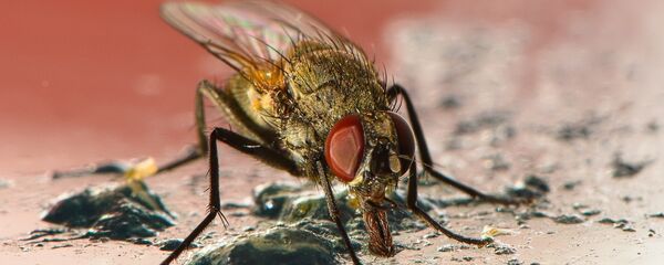 Мува Мува - Sputnik Србија