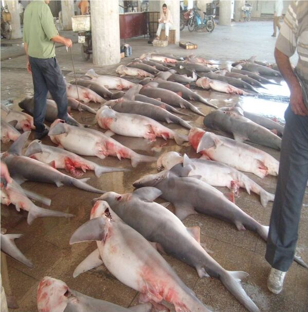 Транжиране ајкуле на пијаци у Сирији. - Sputnik Србија