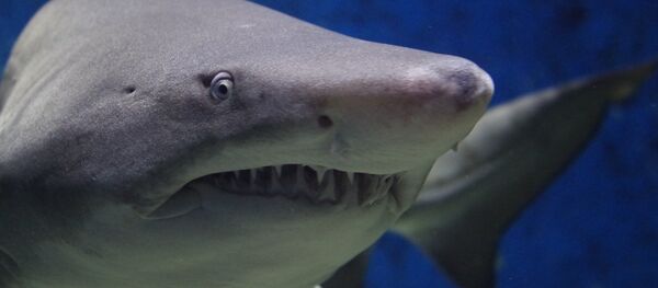 Ajkula - Sputnik Srbija