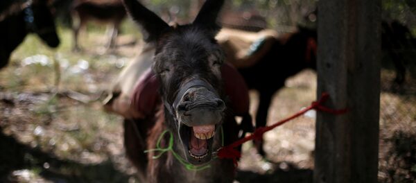 Магарац њаче уочи поворке „Девице од Аталаие“ током Свете недеље у Алкошетеу, у близини Лисабона. Магарац њаче уочи поворке „Девице од Аталаие“ током Свете недеље у Алкошетеу, у близини Лисабона. - Sputnik Србија