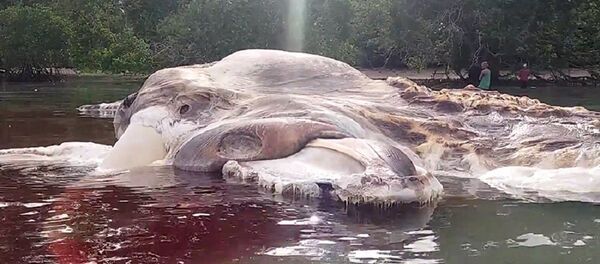 Misteriozno čudovište, Indonezija Misteriozno čudovište, Indonezija - Sputnik Srbija