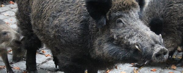 Дивља свиња - Sputnik Србија