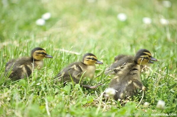 На путу до Дунава необична породица користила је и зелене површине. Срећом, Комунална полиција није их затекла у преступу. На путу до Дунава необична породица користила је и зелене површине. Срећом, Комунална полиција није их затекла у преступу. - Sputnik Србија
