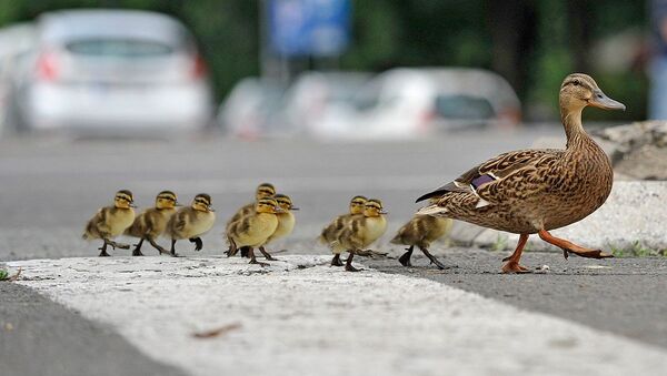 Kao svaki disciplinovani učesnik u saobraćaju, mama patka prvo je pogledala levo, pa desno. - Sputnik Srbija